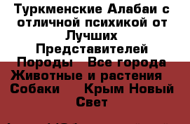 Туркменские Алабаи с отличной психикой от Лучших Представителей Породы - Все города Животные и растения » Собаки   . Крым,Новый Свет